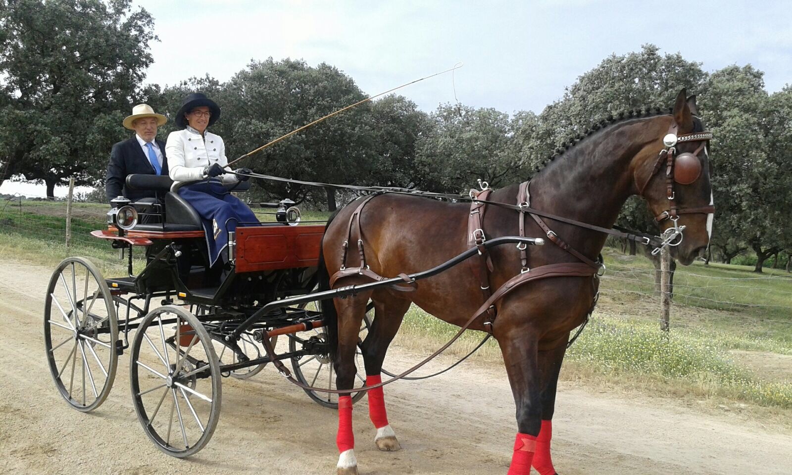 Medalla de bronce en limoneras de la Selección Navarra de Enganches en el Campeonato de España 2017